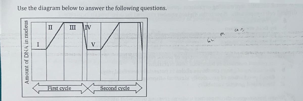 Use the diagram below to answer the following questions.
II
III IV
V
44
First cycle
Second cycle
Amount of DNA in nucleus
I