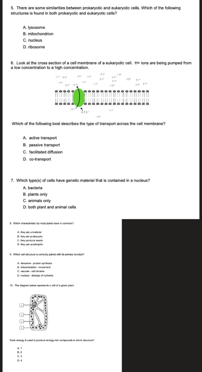 5. There are some similarities between prokaryotic and eukaryotic cells. Which of the following
structures is found in both prokaryotic and eukaryotic cells?
A. lysosome
B. mitochondrion
C. nucleus
D. ribosome
6. Look at the cross section of a cell membrane of a eukaryotic cell. H+ ions are being pumped from
a low concentration to a high concentration.
H
H
H H
H H
H H
ATP
Which of the following best describes the type of transport across the cell membrane?
A. active transport
B. passive transport
C. facilitated diffusion
D. co-transport
7. Which type(s) of cells have genetic material that is contained in a nucleus?
A. bacteria
B. plants only
C. animals only
D. both plant and animal cells
8. Which characteristic do most plants have in common?
A. they are unicellular
B. they are prokaryotic
C. they produce seeds
D. they are autotrophic
9. Which cell structure is comrectly paired with its primary function?
A. ribosome - protein synthesis
B. mitochondrion - movement
C. vacuole - cell division
D. nucleus - storage of nutrients
10. The diagram below represents a cell of a green plant.
Solar energy is used to produce energy-rich compounds in which structure?
A. 1
В. 2
C.3
D. 4
