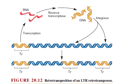 RNA
Reverse
transcriptase
Integrase
DNA
Transcription
Ty
Ty
Ty
Ty
FIGURE 20.12 Retrotransposition of an LTR retrotransposon.
