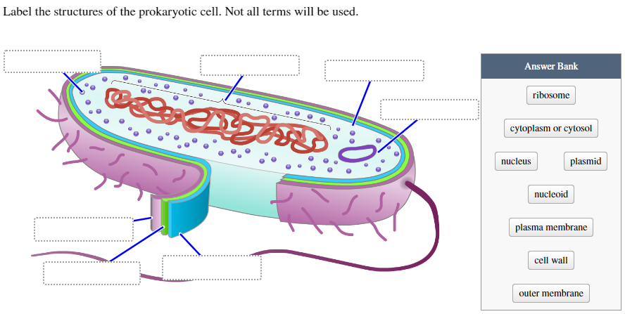 Label the structures of the prokaryotic cell. Not all terms will be used.
H₂
DESENTAS
Answer Bank
ribosome
cytoplasm or cytosol
nucleus
nucleoid
plasmid
plasma membrane
cell wall
outer membrane