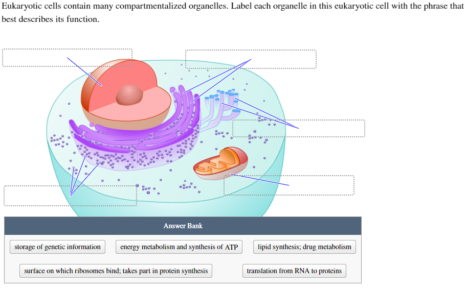 Eukaryotic cells contain many compartmentalized organelles. Label each organelle in this eukaryotic cell with the phrase that
best describes its function.
storage of genetic information
Answer Bank
energy metabolism and synthesis of ATP
surface on which ribosomes bind; takes part in protein synthesis
lipid synthesis; drug metabolism
translation from RNA to proteins