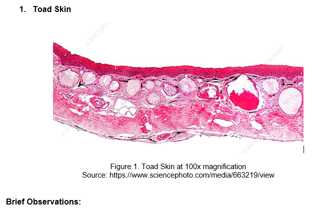 1. Toad Skin
SCIENCEPHO.
SCIE
OLBRARY
Figure 1. Toad Skin at 100x magnification
Source: https://www.sciencephoto.com/media/663219/view
Brief Observations:
FOLIBRA
