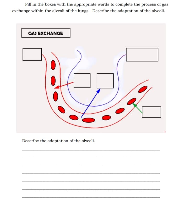 Fill in the boxes with the appropriate words to complete the process of gas
exchange within the alveoli of the lungs. Describe the adaptation of the alveoli.
GAS EXCHANGE
Describe the adaptation of the alveoli.