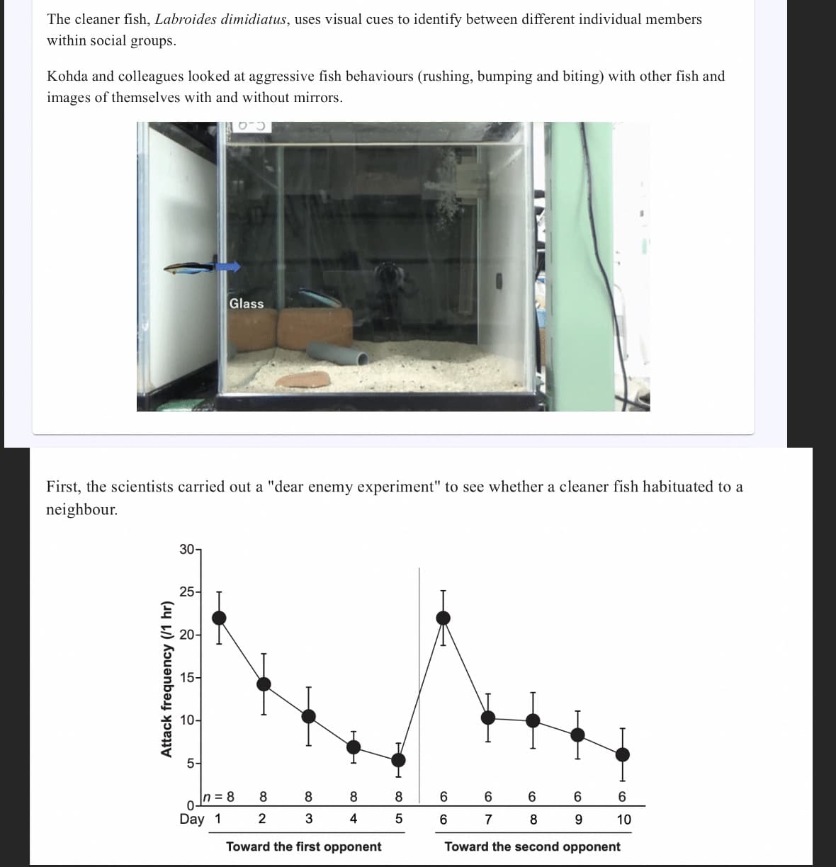 The cleaner fish, Labroides dimidiatus, uses visual cues to identify between different individual members
within social groups.
Kohda and colleagues looked at aggressive fish behaviours (rushing, bumping and biting) with other fish and
images of themselves with and without mirrors.
First, the scientists carried out a "dear enemy experiment" to see whether a cleaner fish habituated to a
neighbour.
Attack frequency (/1 hr)
30-
25-
20-
15-
10-
5-
Glass
0-
Day 1
n = 8
8
3
Toward the first opponent
8
2
8
4
8
5
6
6
6
7
600
6
9
6
10
8
Toward the second opponent