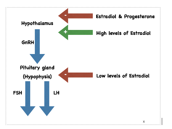 Hypothalamus
GnRH
Pituitary gland
(Hypophysis)
FSH
LH
Estradiol & Progesterone
High levels of Estradiol
Low levels of Estradiol
X