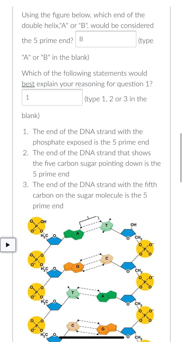 Using the figure below, which end of the
double helix,"A" or "B", would be considered
the 5 prime end? B
(type
"A" or "B" in the blank)
Which of the following statements would
best explain your reasoning for question 1?
1
(type 1, 2 or 3 in the
blank)
1. The end of the DNA strand with the
phosphate exposed is the 5 prime end
2. The end of the DNA strand that shows
the five carbon sugar pointing down is the
5 prime end
3. The end of the DNA strand with the fifth
carbon on the sugar molecule is the 5
prime end
OH
OH
A
G
CH₂
OCH₂