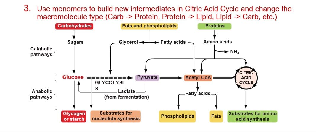 3. Use monomers to build new intermediates in Citric Acid Cycle and change the
type (Carb -> Protein, Protein -> Lipid, Lipid -> Carb, etc.)
Fats and phospholipids
macromolecule
Proteins
Catabolic
pathways
Anabolic
pathways
Carbohydrates
Sugars
Glucose
Glycogen
or starch
Glycerol
GLYCOLYSI
S
Pyruvate
Lactate.
(from fermentation)
→Fatty acids
Substrates for
nucleotide synthesis
Amino acids
Acetyl COA
-Fatty acids.
Phospholipids
Fats
NH3
CITRIC
ACID
CYCLE
Substrates for amino
acid synthesis