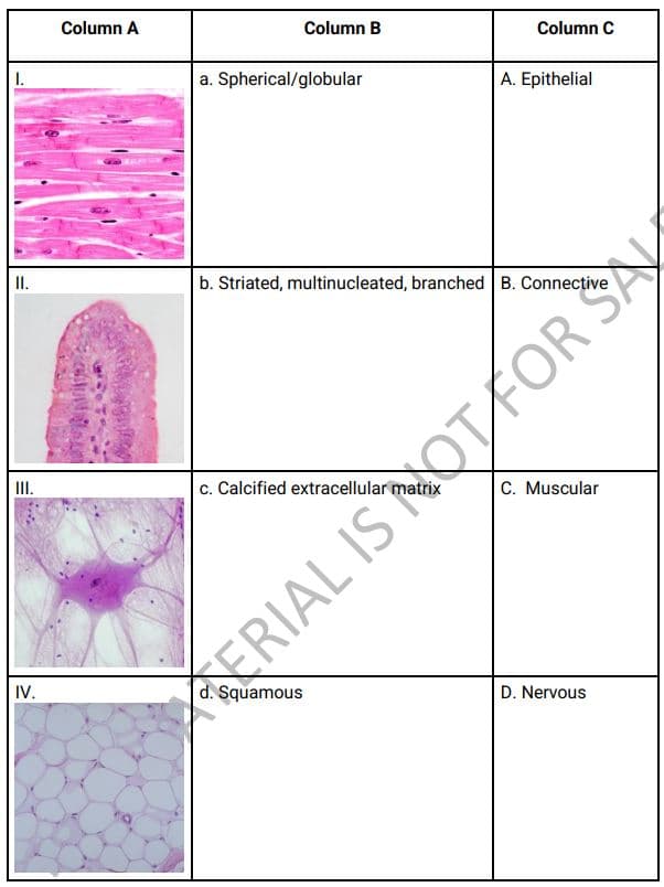 Column A
Column B
Column C
I.
a. Spherical/globular
A. Epithelial
I.
b. Striated, multinucleated, branched B. Connective
II.
c. Calcified extracellular matrix
C. Muscular
ERIAL IS NOTFOR S
IV.
d. Squamous
D. Nervous
