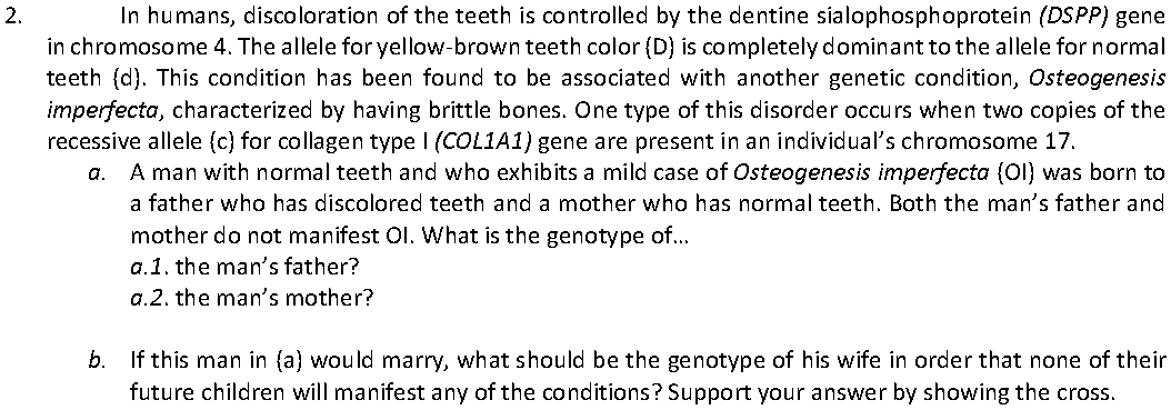 In humans, discoloration of the teeth is controlled by the dentine sialophosphoprotein (DSPP) gene
in chromosome 4. The allele for yellow-brown teeth color (D) is completely dominant to the allele for normal
teeth (d). This condition has been found to be associated with another genetic condition, Osteogenesis
imperfecta, characterized by having brittle bones. One type of this disorder occurs when two copies of the
recessive allele (c) for collagen type I (COLIA1) gene are present in an individual's chromosome 17.
2.
A man with normal teeth and who exhibits a mild case of Osteogenesis imperfecta (Ol) was born to
a father who has discolored teeth and a mother who has normal teeth. Both the man's father and
mother do not manifest Oi. What is the genotype of...
a.1. the man's father?
a.2. the man's mother?
a.
b.
If this man in (a) would marry, what should be the genotype of his wife in order that none of their
future children will manifest any of the conditions? Support your answer by showing the cross.
