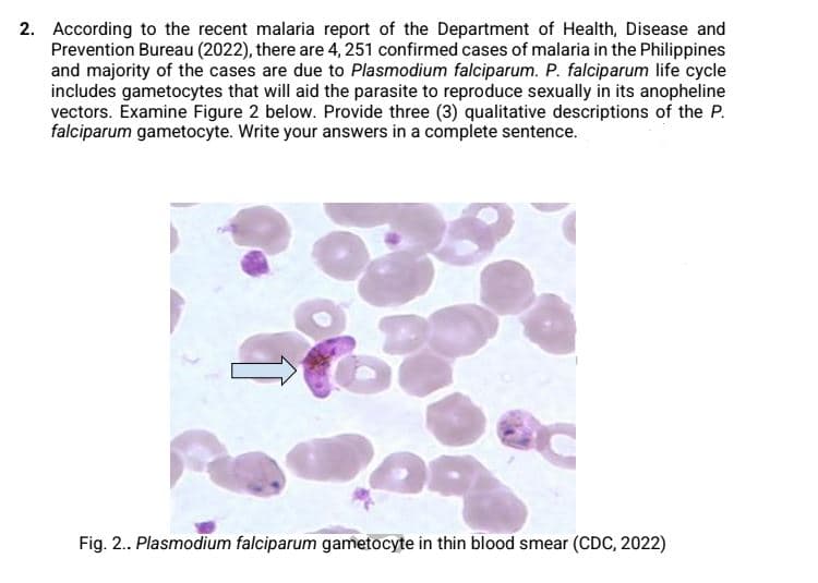 2. According to the recent malaria report of the Department of Health, Disease and
Prevention Bureau (2022), there are 4, 251 confirmed cases of malaria in the Philippines
and majority of the cases are due to Plasmodium falciparum. P. falciparum life cycle
includes gametocytes that will aid the parasite to reproduce sexually in its anopheline
vectors. Examine Figure 2 below. Provide three (3) qualitative descriptions of the P.
falciparum gametocyte. Write your answers in a complete sentence.
Fig. 2. Plasmodium falciparum gametocyte in thin blood smear (CDC, 2022)

