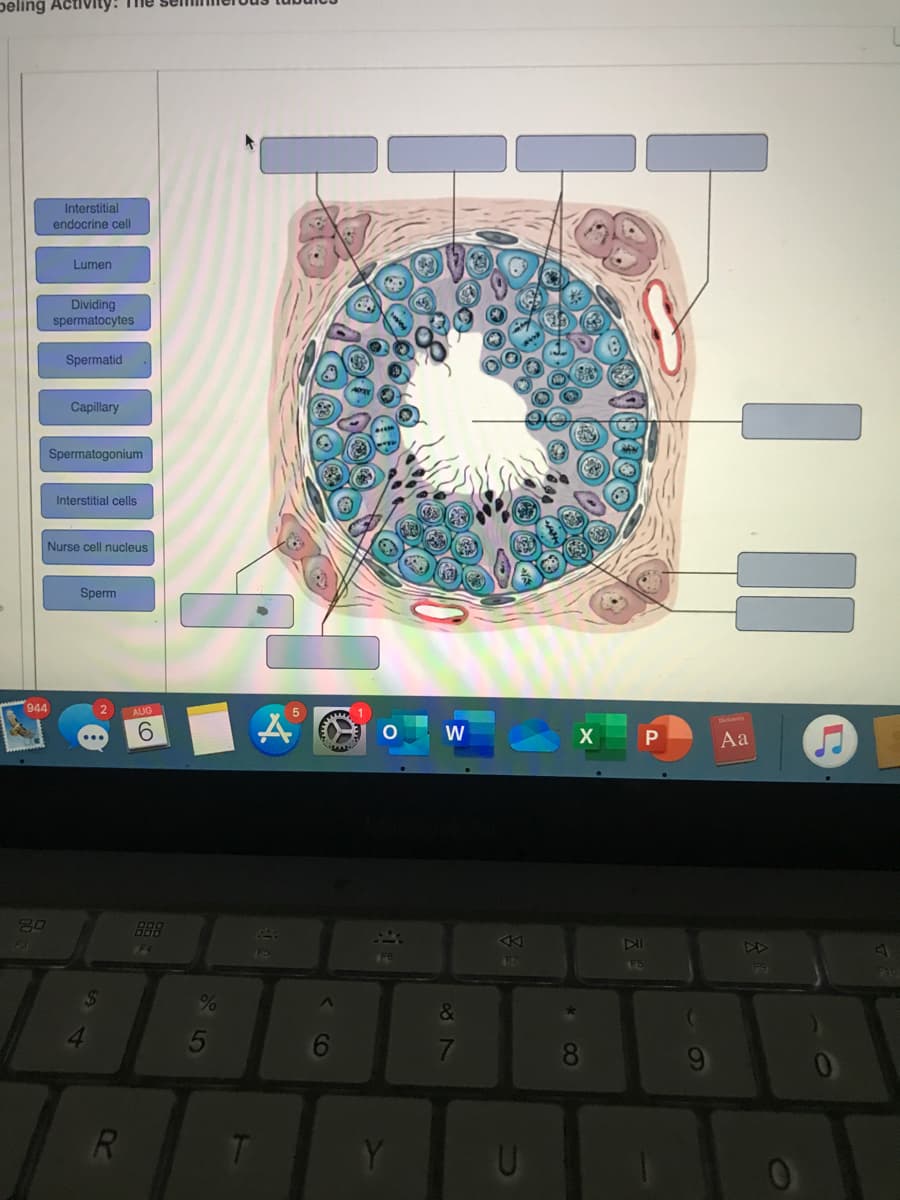 peling Activity:
Interstitial
endocrine cell
Lumen
Dividing
spermatocytes
Spermatid
Capillary
Spermatogonium
Interstitial cells
Nurse cell nucleus
Sperm
944
2
AUG
5
6.
X
Aa
80
B88
17
LO
&
4.
7
8
R
T.
