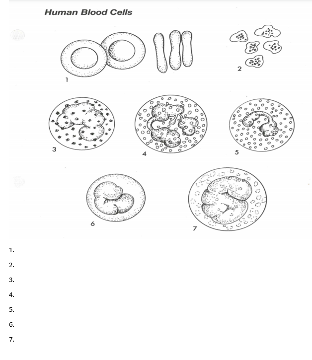 Human Blood Cells
2
3
1.
2.
3.
4.
5.
6.
7.
10
