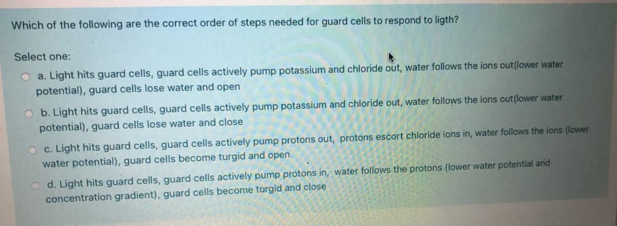 Which of the following are the correct order of steps needed for guard cells to respond to ligth?
Select one:
O a. Light hits guard cells, guard cells actively pump potassium and chloride out, water follows the ions out(lower water
potential), guard cells lose water and open
O b. Light hits guard cells, guard cells actively pump potassium and chloride out, water follows the ions out(lower water
potential), guard cells lose water and close
O c. Light hits guard cells, guard cells actively pump protons out, protons escort chloride ions in, water follows the ions (lower
water potential), guard cells become turgid and open
O d. Light hits guard cells, guard cells actively pump protons in, water follows the protons (lower water potential and
concentration gradient), guard cells become turgid and close
