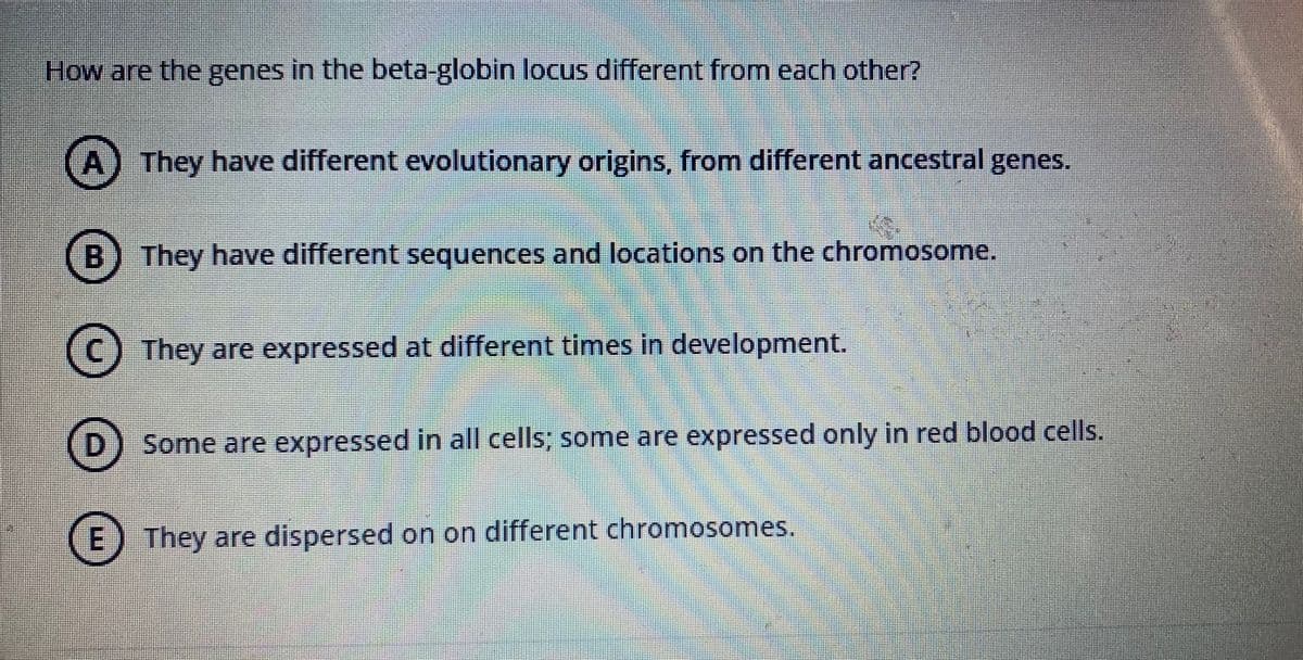 How are the genes in the beta-globin locus different from each other?
A) They have different evolutionary origins, from different ancestral genes.
B) They have different sequences and locations on the chromosome.
(C) They are expressed at different times in developmnent.
(D) Some are expressed in all cells; some are expressed only in red blood cells.
E) They are dispersed on on different chromosomes.

