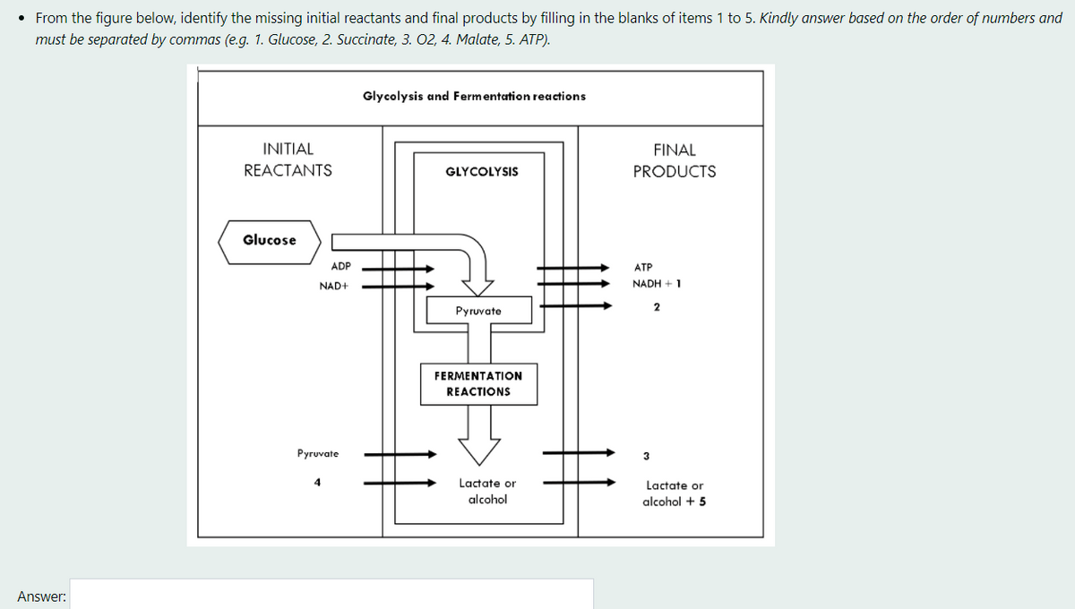 • From the figure below, identify the missing initial reactants and final products by filling in the blanks of items 1 to 5. Kindly answer based on the order of numbers and
must be separated by commas (e.g. 1. Glucose, 2. Succinate, 3. O2, 4. Malate, 5. ATP).
Glycolysis and Fermentation reactions
INITIAL
FINAL
REACTANTS
GLYCOLYSIS
PRODUCTS
Glucose
ADP
ATP
NAD+
NADH + 1
Pyruvate
FERMENTATION
REACTIONS
Pyruvate
3
4
Lactate or
Lactate or
alcohol
alcohol + 5
Answer:
