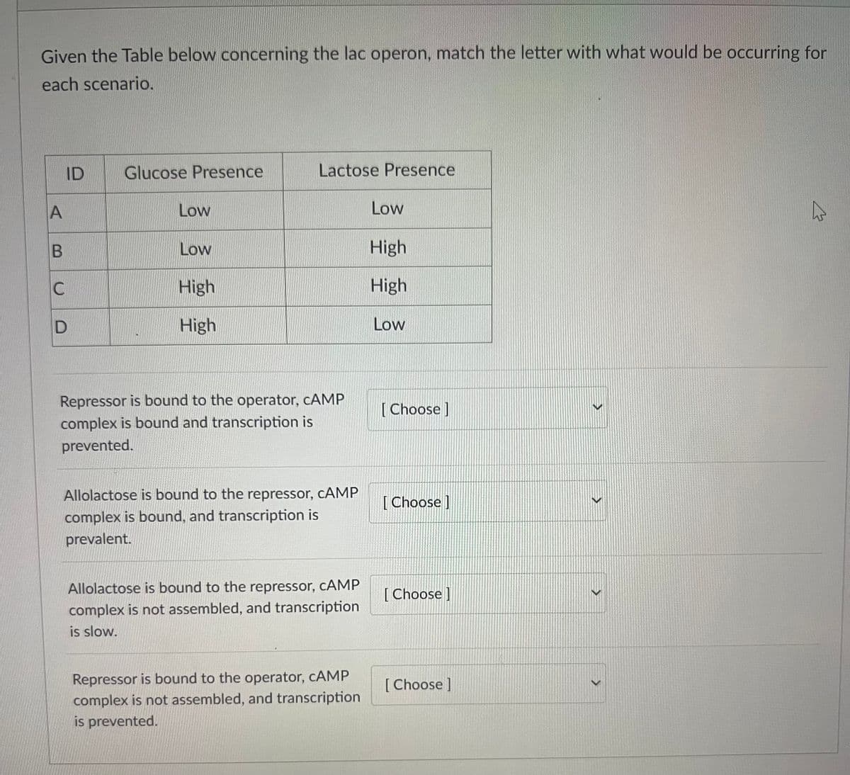 Given the Table below concerning the lac operon, match the letter with what would be occurring for
each scenario.
A
B
C
D
ID
Glucose Presence
Low
Low
High
High
Lactose Presence
Repressor is bound to the operator, CAMP
complex is bound and transcription is
prevented.
Allolactose is bound to the repressor, CAMP
complex is bound, and transcription is
prevalent.
Allolactose is bound to the repressor, CAMP
complex is not assembled, and transcription
is slow.
Repressor is bound to the operator, CAMP
complex is not assembled, and transcription
is prevented.
Low
High
High
Low
[Choose]
[Choose]
[Choose ]
[Choose ]
>
>
>
4