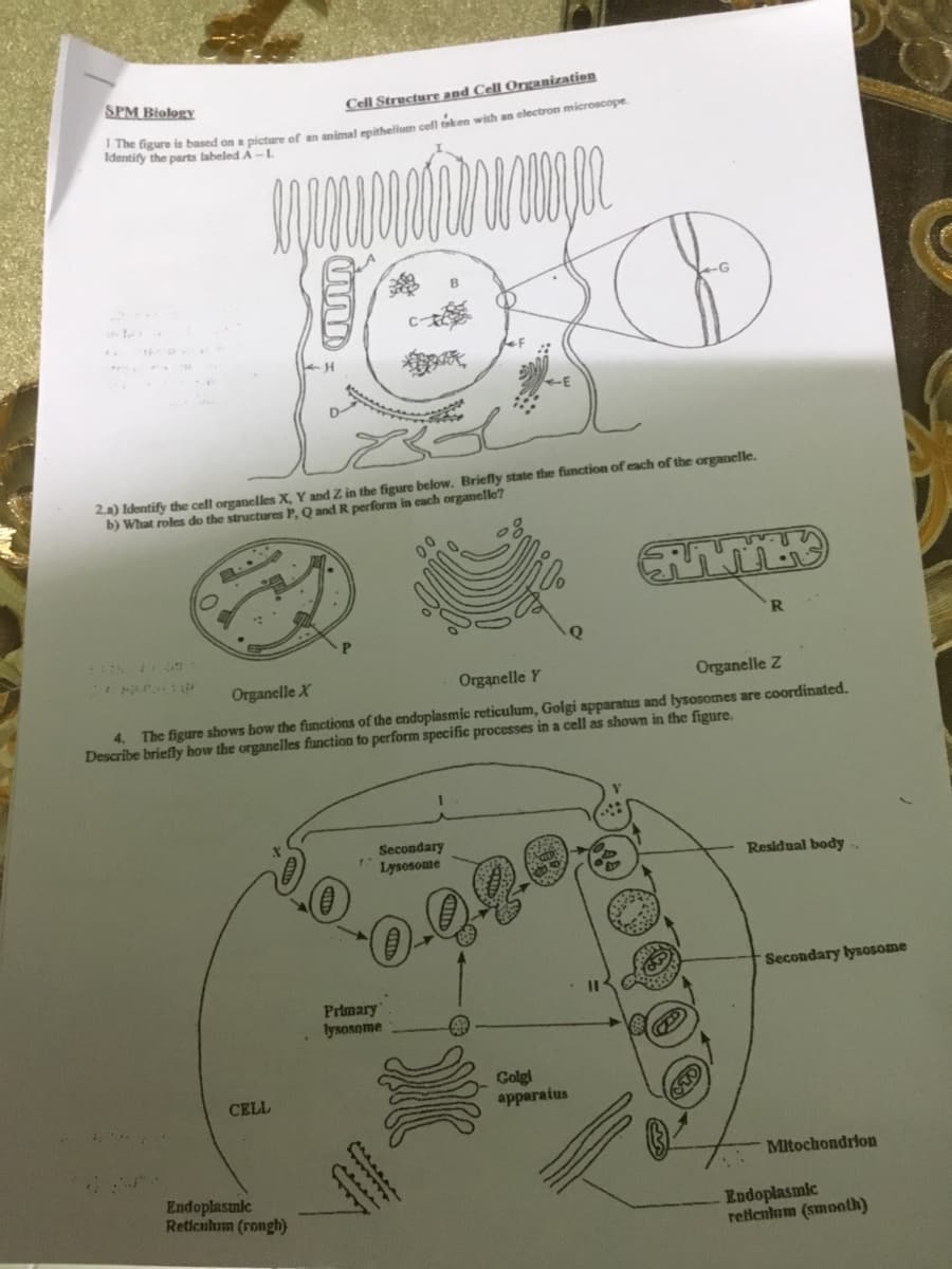 SPM Biology
Cell Structure and Cell Organization
e ngure is based on a picture of an animal eothelium cel ken with an electron microscope.
Identify the parts labeled A-L
B
2a) Identify the cell organelles X, Y and Z in the figure below. Briefly state the function of each of the organelle.
b) What roles do the structures P, Q and R perform in each organelle?
Organelle X
Organelle Y
Organelle Z
4.
The figure shows bow the functions of the endoplasmic reticulum, Golgi apparatus and lysosomes are coordinated.
Describe briefly how the organelles function to perform specific processes in a cell as shown in the figure.
Secondary
Lysosome
Residual body.
Secondary lysosome
Primary
lysosome
Golgl
apparaius
CELL
Mitochondrion
Endoplasumic
Reticuhum (rongh)
Endoplasmlc
reflenkum (smooth)
