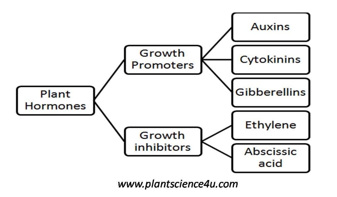 Auxins
Growth
Cytokinins
Promoters
Plant
Gibberellins
Hormones
Ethylene
Growth
inhibitors
Abscissic
acid
www.plantscience4u.com
