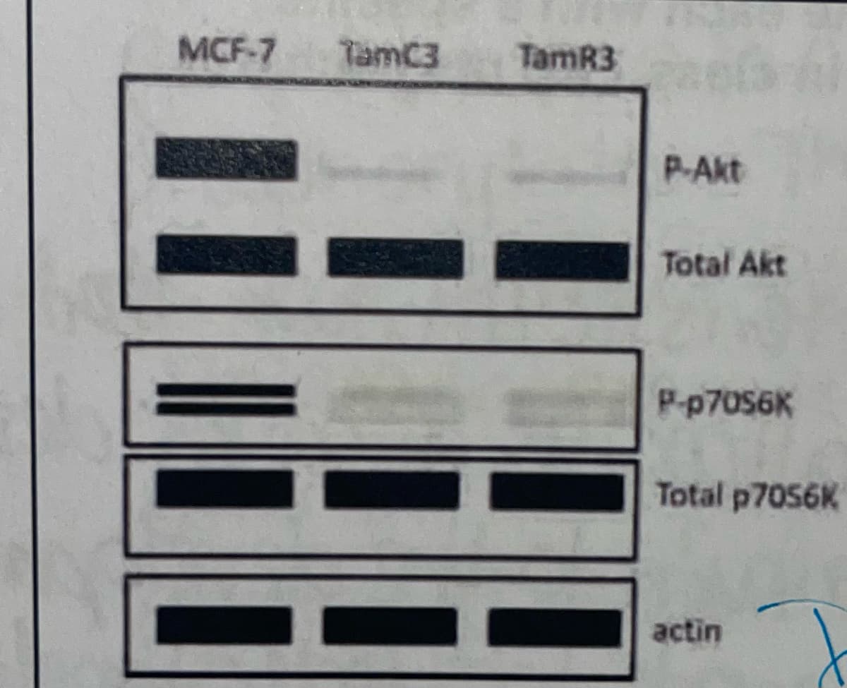 MCF-7
TamC3
TamR3
P-Akt
Total Akt
P-p7056K
Total p7056K
actin
