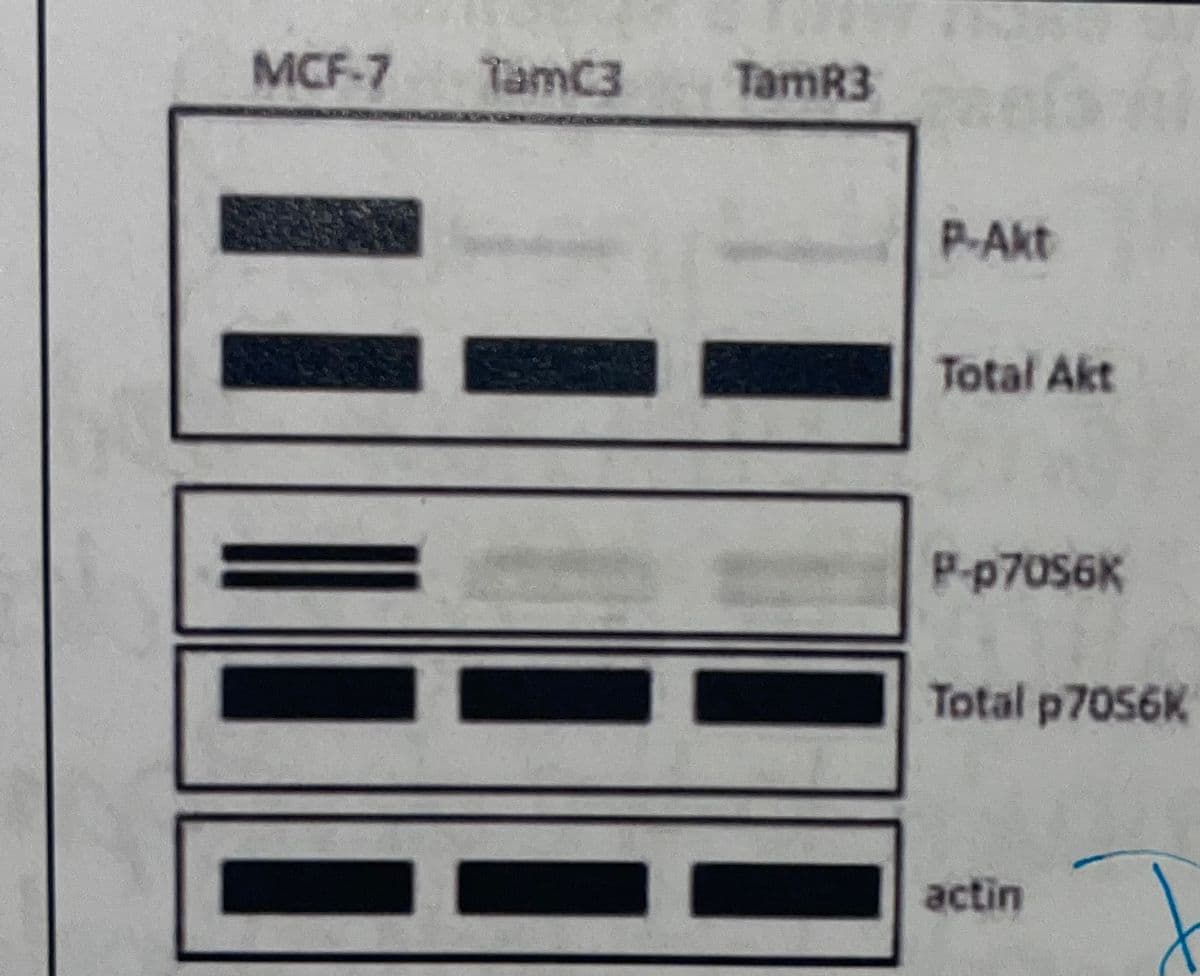 MCF-7
TamC3
TamR3
P-Akt
Total Akt
P-p70S6K
Total p7056K
actin