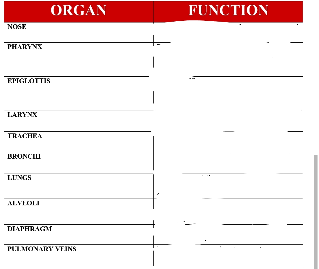 ORGAN
FUNCTION
NOSE
PHARYNX
EPIGLOTTIS
LARYNX
TRACHEA
BRONCHI
LUNGS
ALVEOLI
DIAPHRAGM
PULMONARY VEINS
