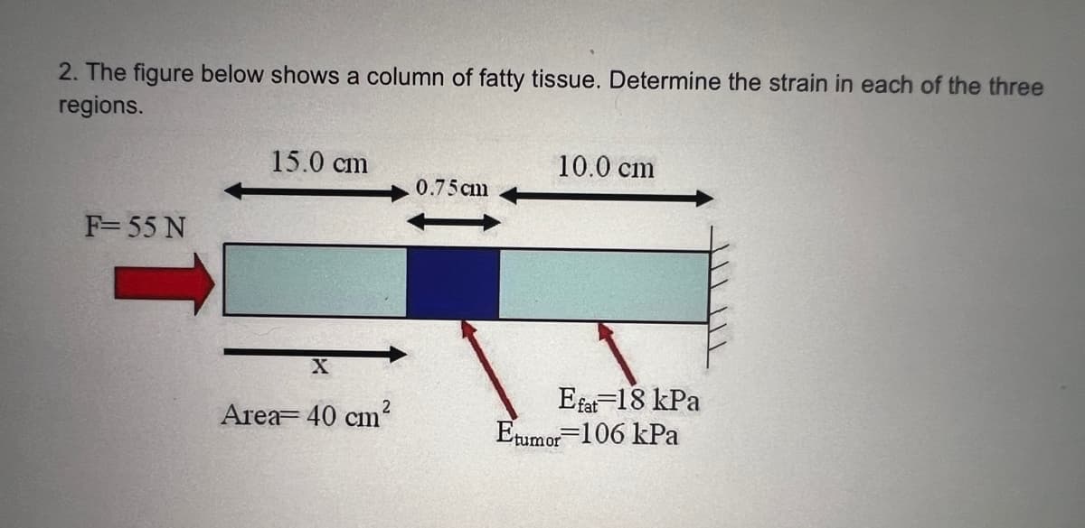 2. The figure below shows a column of fatty tissue. Determine the strain in each of the three
regions.
15.0 cm
10.0 cm
0.75cm
F= 55 N
X
Efat 18 kPa
Area= 40 cm²
Etumor 106 kPa