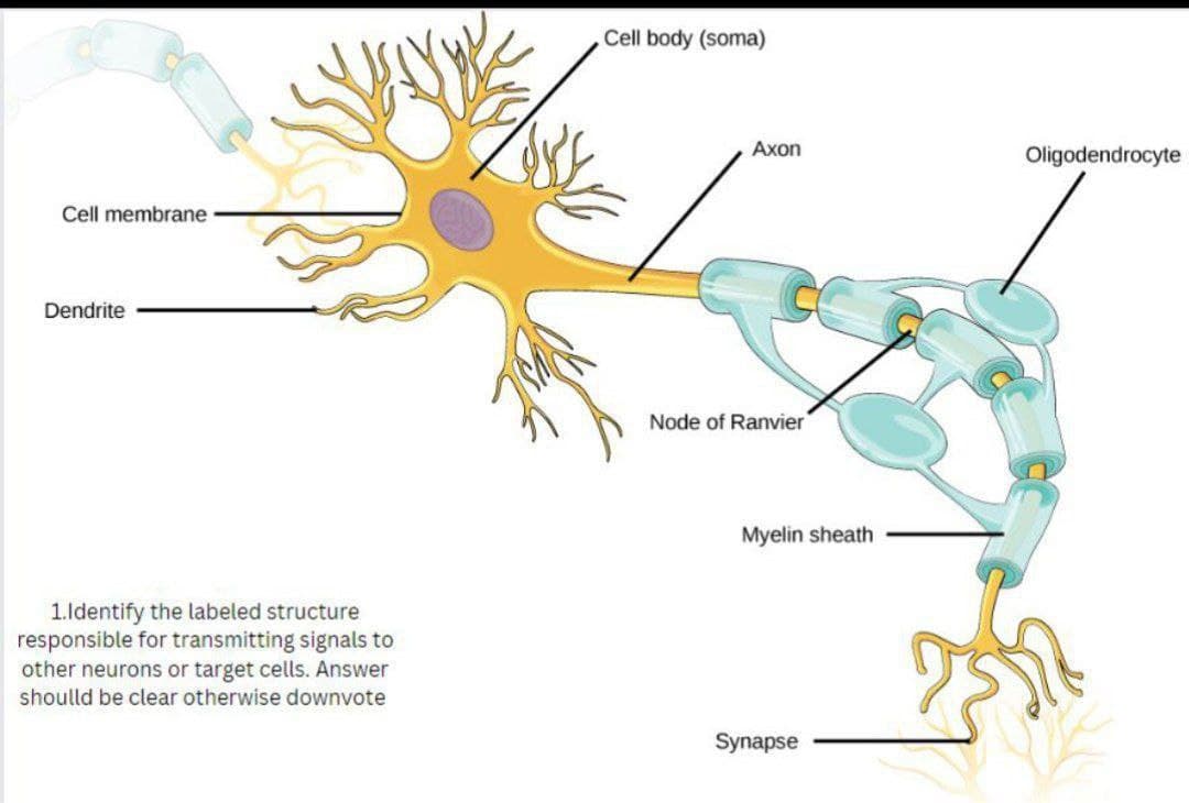 Cell membrane
Dendrite
1. Identify the labeled structure
responsible for transmitting signals to
other neurons or target cells. Answer
shoulld be clear otherwise downvote
Cell body (soma)
Axon
Node of Ranvier
Myelin sheath
Synapse
Oligodendrocyte