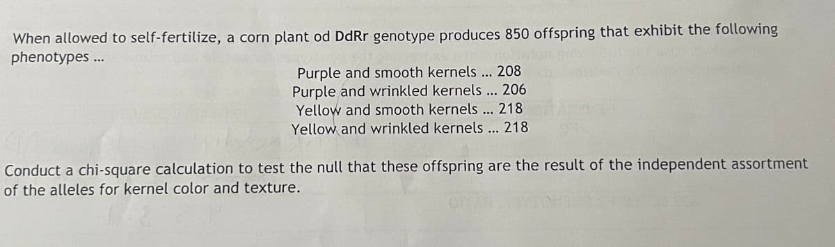 When allowed to self-fertilize, a corn plant od DdRr genotype produces 850 offspring that exhibit the following
phenotypes ...
Purple and smooth kernels ... 208
Purple and wrinkled kernels ... 206
Yellow and smooth kernels ... 218
Yellow and wrinkled kernels ... 218
Conduct a chi-square calculation to test the null that these offspring are the result of the independent assortment
of the alleles for kernel color and texture.