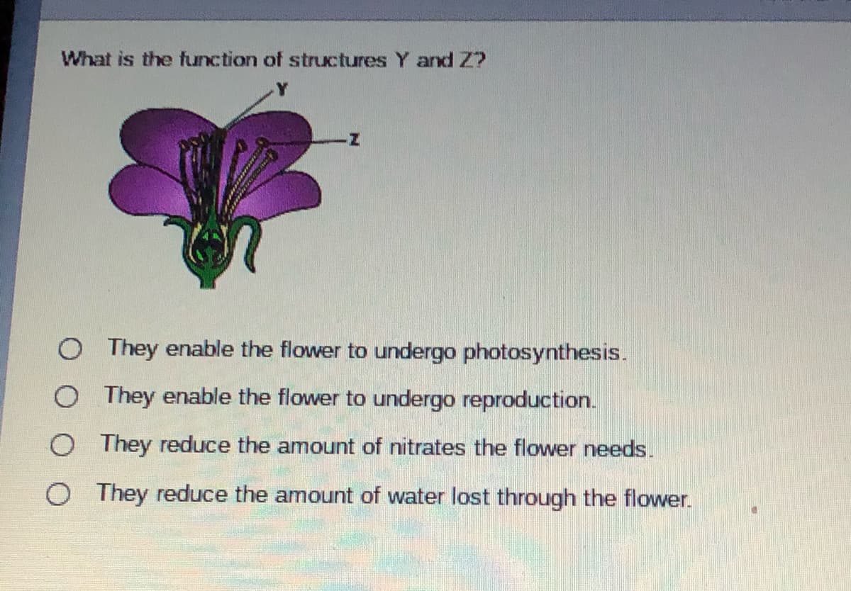 What is the function of structures Y and Z?
O They enable the flower to undergo photosynthesis.
O They enable the flower to undergo reproduction.
O They reduce the amount of nitrates the flower needs.
O They reduce the amount of water lost through the flower.
