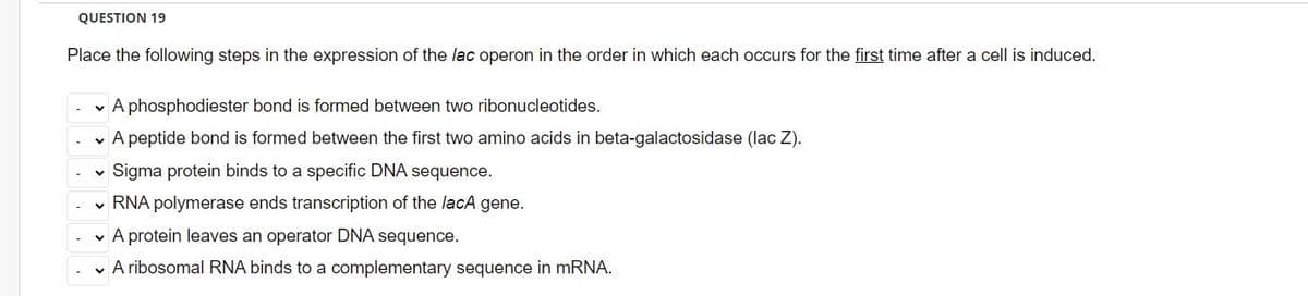 QUESTION 19
Place the following steps in the expression of the lac operon in the order in which each occurs for the first time after a cell is induced.
v A phosphodiester bond is formed between two ribonucleotides.
- A peptide bond is formed between the first two amino acids in beta-galactosidase (lac Z).
Sigma protein binds to a specific DNA sequence.
RNA polymerase ends transcription of the lacA gene.
v A protein leaves an operator DNA sequence.
v A ribosomal RNA binds to a complementary sequence in mRNA.
