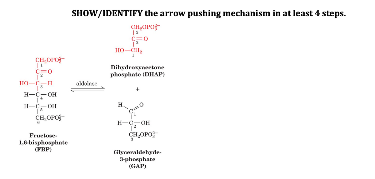 SHOW/IDENTIFY the arrow pushing mechanism in at least 4 steps.
CH,OPO?-
| 3*
C=0
2
HO-CH2
1
CH,OPO
| 1
C=0
2
Dihydroxyacetone
phosphate (DHAP)
Но—С
H
3
aldolase
+
Н—С-—ОН
H
Н-С-—ОН
15
CH-ОРО
6.
Н—С—ОН
CH,OPO
Fructose-
1,6-bisphosphate
(FBP)
Glyceraldehyde-
3-phosphate
(GAP)
