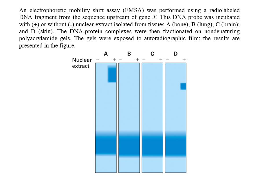An electrophoretic mobility shift assay (EMSA) was performed using a radiolabeled
DNA fragment from the sequence upstream of gene X. This DNA probe was incubated
with (+) or without (-) nuclear extract isolated from tissues A (bone); B (lung); C (brain);
and D (skin). The DNA-protein complexes were then fractionated on nondenaturing
polyacrylamide gels. The gels were exposed to autoradiographic film; the results are
presented in the figure.
Nuclear -
extract
A
B
+
C
+
D
+