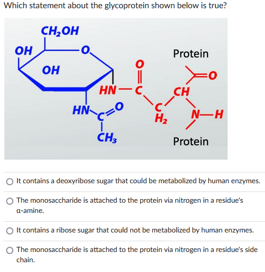 Which statement about the glycoprotein shown below is true?
OH
CH₂OH
OH
HN
HN-C
=0
CH3
H₂
Protein
CH
N-H
Protein
It contains a deoxyribose sugar that could be metabolized by human enzymes.
O The monosaccharide is attached to the protein via nitrogen in a residue's
a-amine.
It contains a ribose sugar that could not be metabolized by human enzymes.
The monosaccharide is attached to the protein via nitrogen in a residue's side
chain.