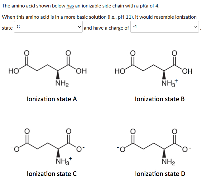 The amino acid shown below has an ionizable side chain with a pka of 4.
When this amino acid is in a more basic solution (i.e., pH 11), it would resemble ionization
state C
and have a charge of -1
HO
OH
NH₂
lonization state A
NH3
lonization state C
HO
OH
NH3+
Ionization state B
dyb
NH₂
lonization state D