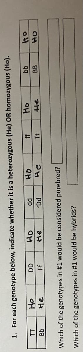 1. For each genotype below, indicate whether it is a heterozygous (He) OR homozygous (Ho).
Ho.
Ff
DD
pp
He
He
Tt
Pa
Which of the genotypes in #1 would be considered purebred?
Which of the genotypes in #1 would be hybrids?
