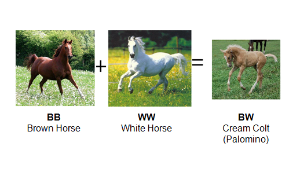 BB
Brown Horse
+
ww
White Horse
ANT
BW
Cream Colt
(Palomino)