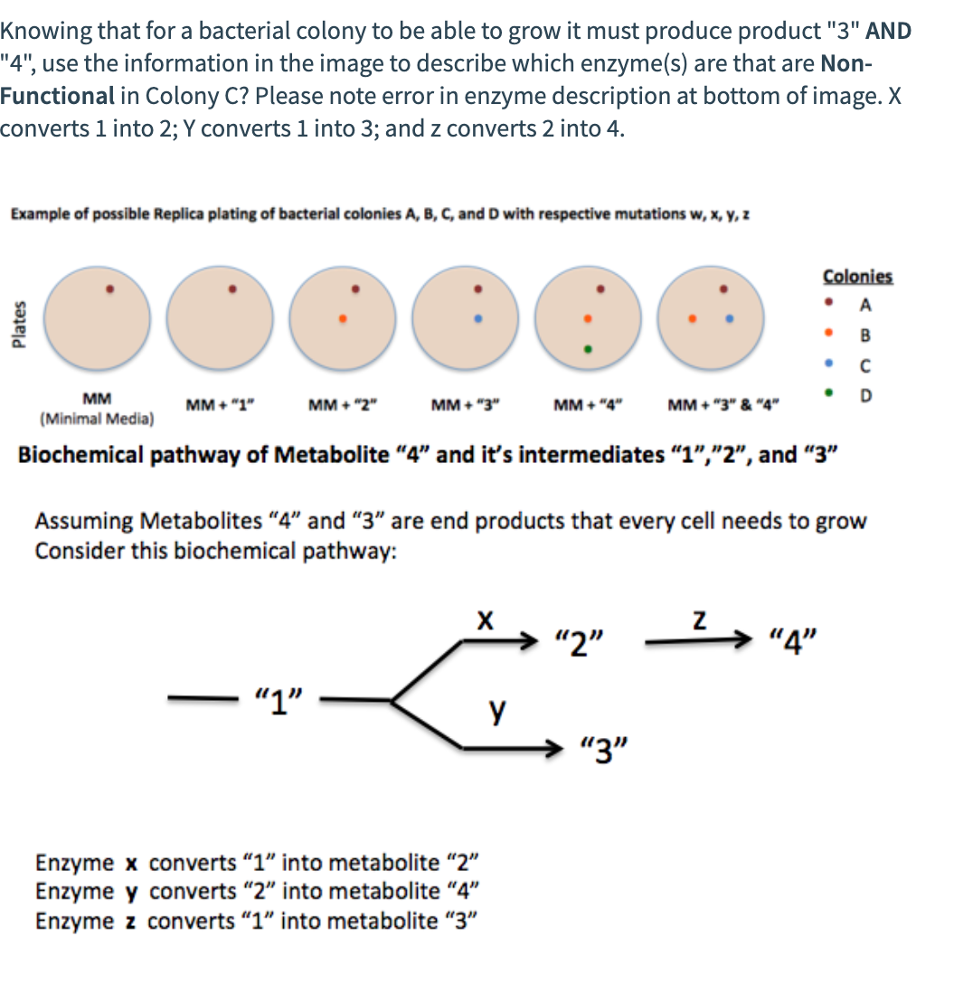 Knowing that for a bacterial colony to be able to grow it must produce product "3" AND
"4", use the information in the image to describe which enzyme(s) are that are Non-
Functional in Colony C? Please note error in enzyme description at bottom of image. X
converts 1 into 2; Y converts 1 into 3; and z converts 2 into 4.
Example of possible Replica plating of bacterial colonies A, B, C, and D with respective mutations w, x, y, z
Plates
MM + "1"
MM
(Minimal Media)
Biochemical pathway of Metabolite "4" and it's intermediates "1","2", and "3"
DO
MM + "2"
"1"
MM + "3"
X
Assuming Metabolites "4" and "3" are end products that every cell needs to grow
Consider this biochemical pathway:
Enzyme x converts "1" into metabolite "2"
Enzyme y converts "2" into metabolite "4"
Enzyme z converts "1" into metabolite "3"
MM + "4"
Y
"2"
MM+"3" & "4"
"3"
Colonies
A
B
C
D
Z
"4"