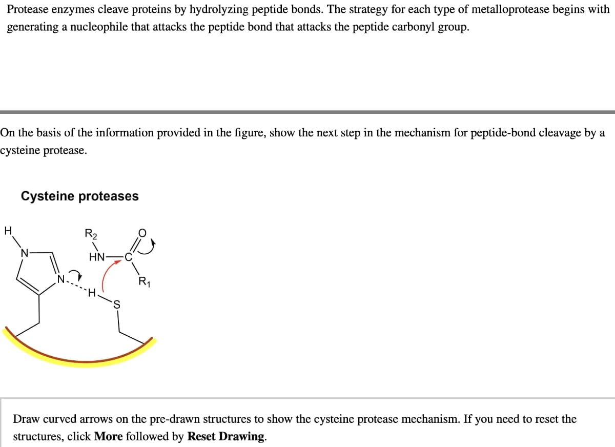 Protease enzymes cleave proteins by hydrolyzing peptide bonds. The strategy for each type of metalloprotease begins with
generating a nucleophile that attacks the peptide bond that attacks the peptide carbonyl group.
On the basis of the information provided in the figure, show the next step in the mechanism for peptide-bond cleavage by a
cysteine protease.
Cysteine proteases
H
N-
R2
HN
R₁
Draw curved arrows on the pre-drawn structures to show the cysteine protease mechanism. If you need to reset the
structures, click More followed by Reset Drawing.