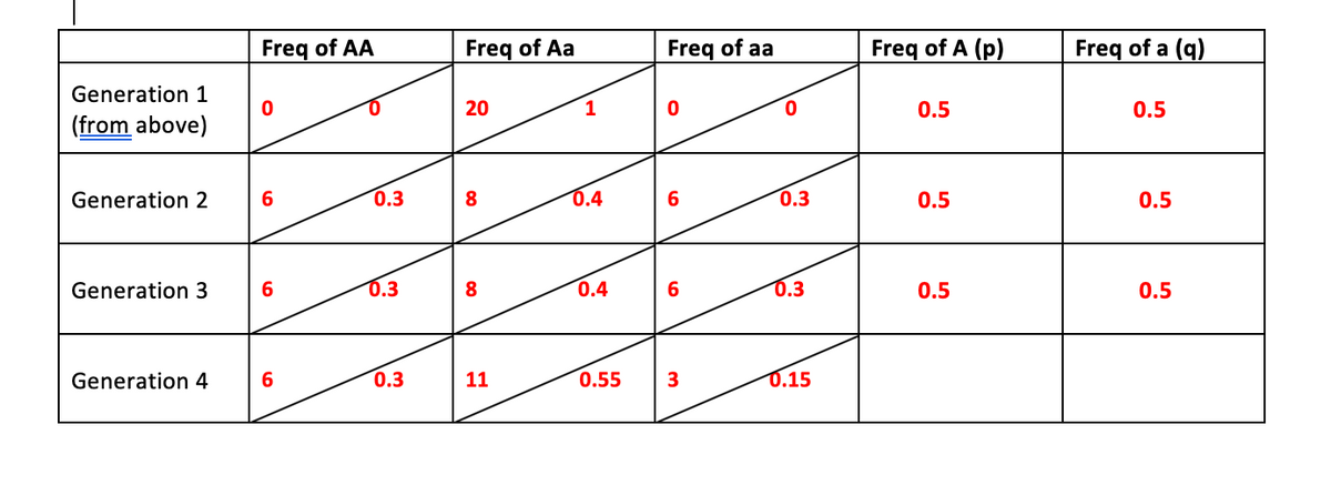 Freq of AA
Freq of Aa
Freq of aa
Freq of A (p)
Freq of a (q)
Generation 1
20
1
0.
0.5
0.5
(from above)
Generation 2
0.3
0.4
0.3
0.5
0.5
Generation 3
0.3
8
0.4
6.
0.3
0.5
0.5
Generation 4
6.
0.3
11
0.55
0.15
