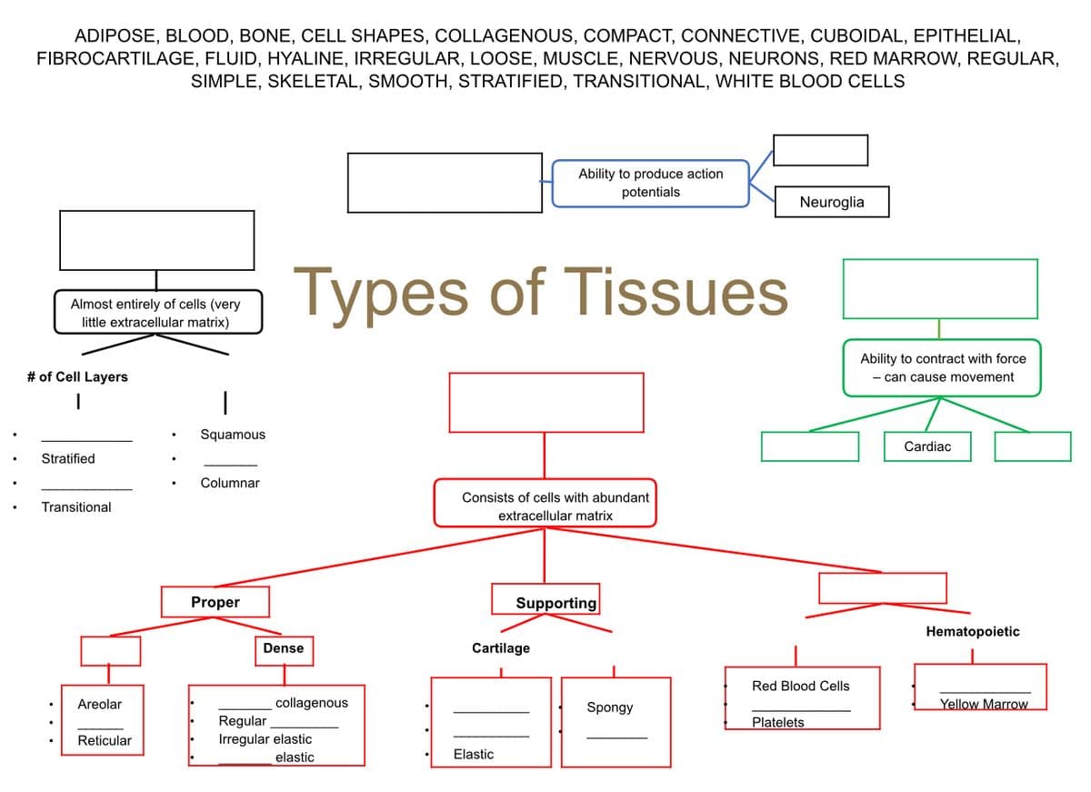 ADIPOSE, BLOOD, BONE, CELL SHAPES, COLLAGENOUS, COMPACT, CONNECTIVE, CUBOIDAL, EPITHELIAL,
FIBROCARTILAGE, FLUID, HYALINE, IRREGULAR, LOOSE, MUSCLE, NERVOUS, NEURONS, RED MARROW, REGULAR,
SIMPLE, SKELETAL, SMOOTH, STRATIFIED, TRANSITIONAL, WHITE BLOOD CELLS
Almost entirely of cells (very
little extracellular matrix)
# of Cell Layers
I
Stratified
Transitional
Areolar
Reticular
Squamous
Columnar
Proper
Types of Tissues
Dense
collagenous
Regular
Irregular elastic
elastic
Ability to produce action
potentials
Consists of cells with abundant
extracellular matrix
Cartilage
Elastic
Supporting
Spongy
Neuroglia
Red Blood Cells
Platelets
Ability to contract with force
- can cause movement
Cardiac
Hematopoietic
Yellow Marrow