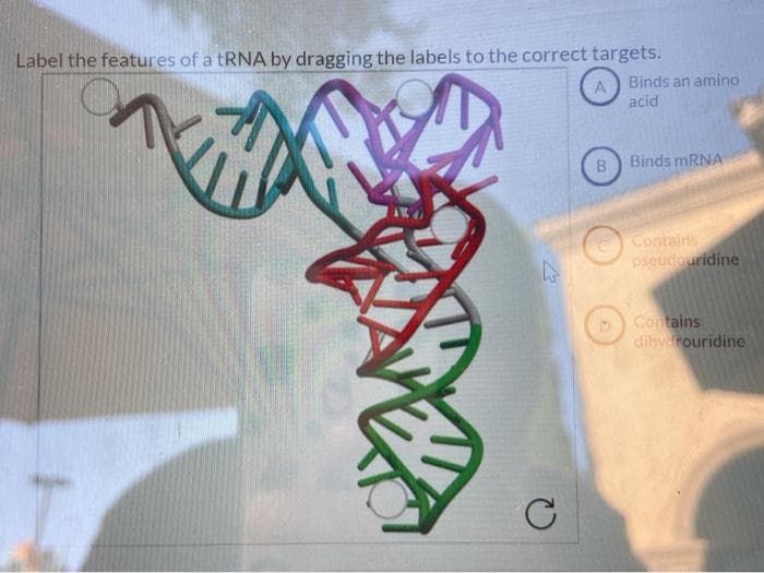 Label the features of a tRNA by dragging the labels to the correct targets.
A) Binds an amino
acid
B
Binds MRNA
Contains
pseudouridine
D) Contains
dihydrouridine
