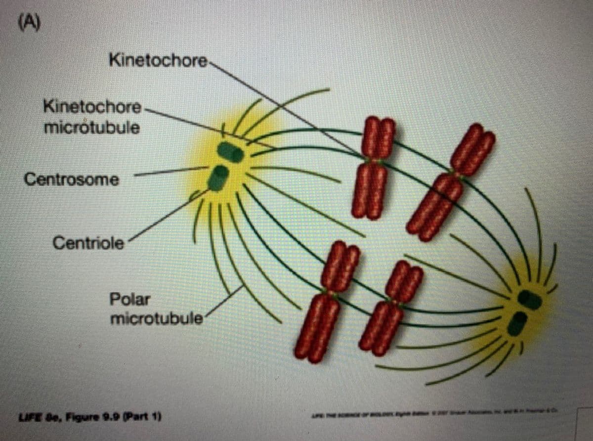 (A)
Kinetochore
Kinetochore
micrótubule
Centrosome
Centriole
Polar
microtubule
LIFE Be, Figure 9.9 (Part 1)
