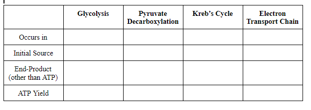 Glycolysis
Pyruvate
Decarboxylation
Kreb's Cycle
Electron
Transport Chain
Occurs in
Initial Source
End-Product
(other than ATP)
ATP Yield
