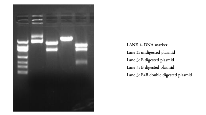 LANE 1- DNA marker
Lane 2: undigested plasmid
Lane 3: E digested plasmid
Lane 4: B digested plasmid
Lane 5: E+B double digested plasmid

