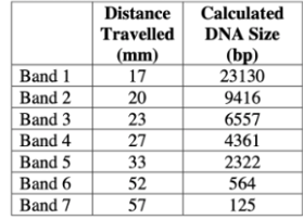 Distance
Calculated
Travelled
(mm)
17
DNA Size
(bp)
23130
Band 1
Band 2
20
9416
Band 3
23
6557
Band 4
27
4361
Band 5
33
2322
564
Band 6
52
Band 7
57
125
