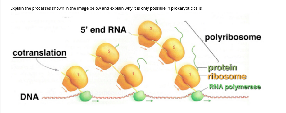 Explain the processes shown in the image below and explain why it is only possible in prokaryotic cells.
5' end RNA
3
polyribosome
cotranslation
2
protein
ribosome
RNA polyrnerase
DNA

