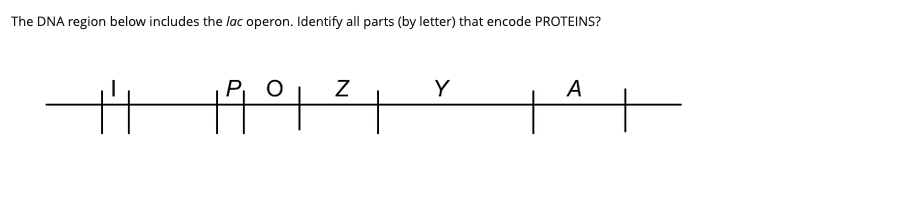 The DNA region below includes the lac operon. Identify all parts (by letter) that encode PROTEINS?
P O
Y
A
19°t

