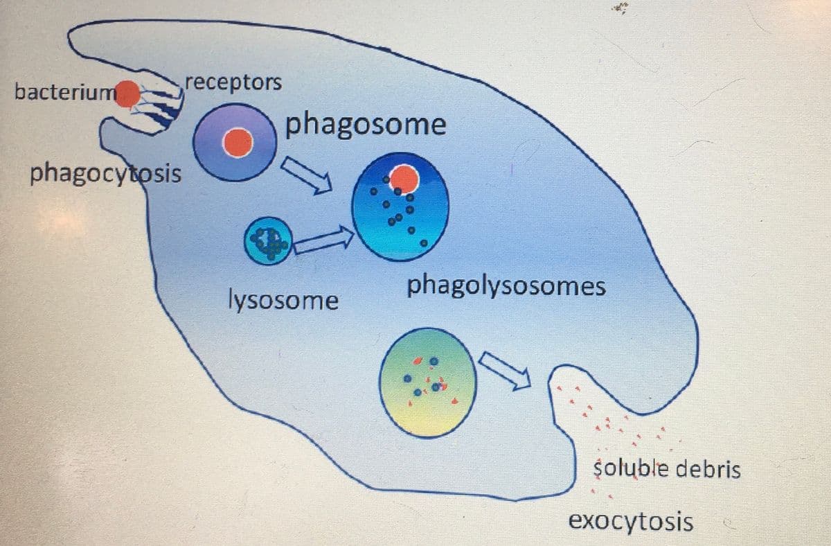 receptors
bacterium
phagocytosis
phagosome
phagolysosomes
lysosome
soluble debris
exocytosis