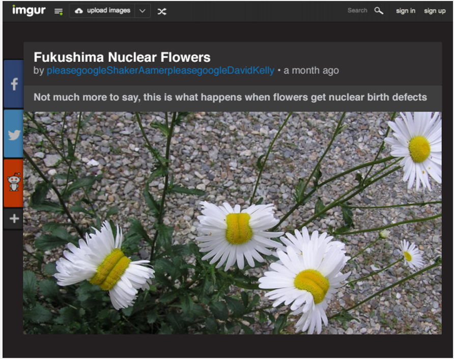 imgur =
upload images v
Search a
sign in sign up
Fukushima Nuclear Flowers
by pleasegoogleShakerAamerpleasegoogleDavidKelly • a month ago
Not much more to say, this is what happens when flowers get nuclear birth defects
+
