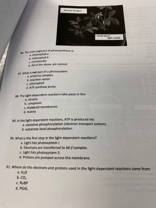 Are you hungry?
could use a
light snack.
86. The main pigment of photosynthesis is:
a. chlorophyll a
b. chlorophyll b
c. carotenoids
d. All of the above are correct.
87. What is not part of a photosystem:
a. antenna complex
b. reaction center
c. chlorophyll
d. ATP synthase pump
88. The light-dependent reactions take place in the:
4+
a. stroma
b. cytoplasm
c. thylakoid membranes
d. matrix
89. In the light-dependent reactions, ATP is produced via:
90. What is the first step in the light dependent reactions?
a. Light hits photosystem I.
b. Electrons are transferred to b6-f complex.
c. Light hits photosystem II.
d. Protons are pumped across the membrane.
91. Where do the electrons and protons used in the light-dependent reactions come from:
a. H₂O
b. CO₂
c. RuBP
d. PGAL
a. oxidative phosphorylation (electron transport system).
b. substrate-level phosphorylation.